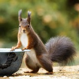 Eichhörnchen an einer Vogeltränke
