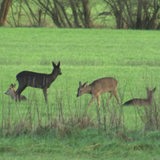 Mehrere Rehe auf einer Wiese.