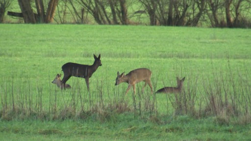 Mehrere Rehe auf einer Wiese.