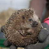Ein kleiner Igel wird von behandschuhten Händen gehalten.