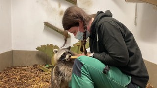 Eine Tierpflegerin füttert einen Waschbären in der Wildtierpflegestelle in Verden. 