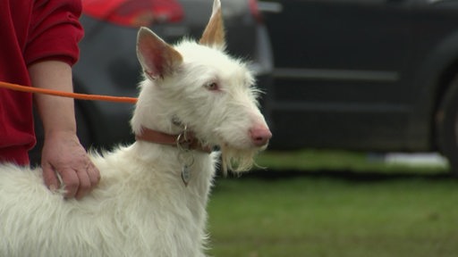 Ein weißer Windhund beim Windhundrennen.