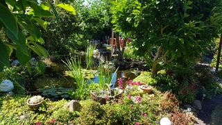 Ein See mit Seerosen und Schilf in einem Garten mit vielen grünen Pflanzen.