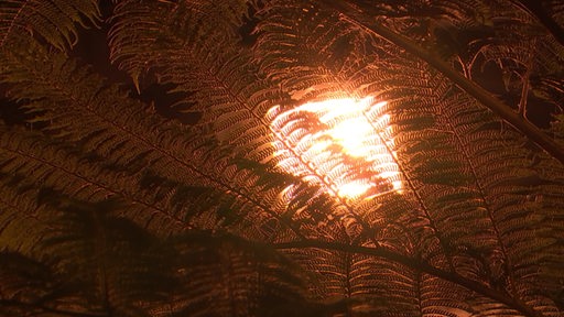 Ein rötliches Licht durchstrahlt die Blätter eines Farnengewächses.