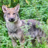 Ein Wolf im Gebüsch