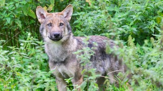 Ein Wolf im Gebüsch