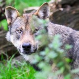 Ein Wolf blickt durch Blattwerk