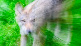 Ein Wolf steht auf einer Wiese