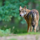 Ein Wolf läuft durch einen Wald. 