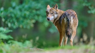 Ein Wolf läuft durch einen Wald. 