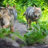 Zwei Wölfe laufen im Wildpark Lüneburger Heide durch ihr Gehege.