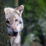Ein Wolf