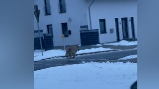 Ein Wolf läuft durch ein Wohngebiet.