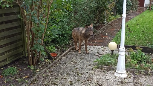 Vermutlich ein Wolf in einem Bremer Garten