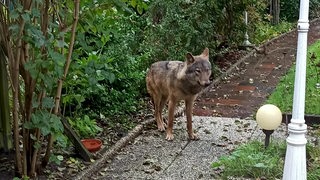 Ein Wolf steht auf einem Weg im Garten.