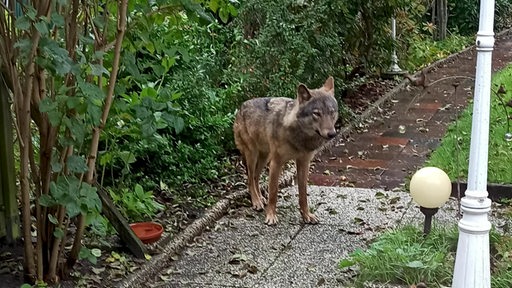 Ein Wolf wurde in Bremen gesichtet.