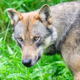 Ein Wolfskopf ist vor grünen Gräsern und Sträuchern zu sehen.