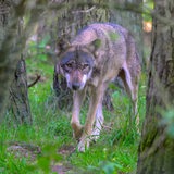 Ein Wolf streift durch den Wald