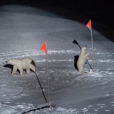 Zwei Eisbären stehten im Licht eines Scheinwerfers und begutachten rote Fähnchen.