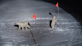 Zwei Eisbären stehten im Licht eines Scheinwerfers und begutachten rote Fähnchen.