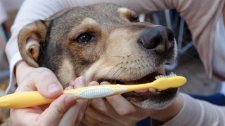 Einem Schäferhund werden die Zähne geputzt.