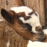 Zwei kleine Ziegen-Babys liegen zusammen in der Sonne.