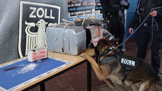 Ein Drogenspürhund untersucht Pakete, die auf einem Tisch im Hauptzollamt Bremen liegen.