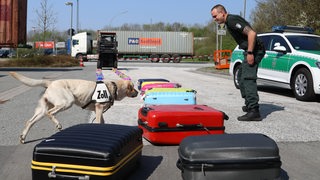 In Bremerhaven untersucht der Zoll mit Hilfe eines Hundes Koffer.