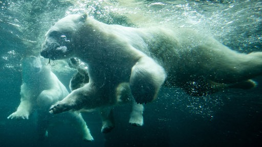 Im Zoo am Meer schnappt ein tauchender Eisbär nach einem Fisch.