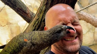 Ein Papagei zwickt unserem Reporter Heyko Habben in die Nase.