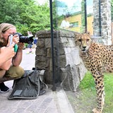 Eine Gepardin steht in einer Gepardenanlage im Thüringer Zoopark Erfurt und wird fotografiert.