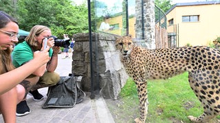 Eine Gepardin steht in einer Gepardenanlage im Thüringer Zoopark Erfurt und wird fotografiert.