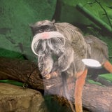 Kaiserschnurrbarttamarin sitzt auf einem Ast im Bremerhavener Zoo