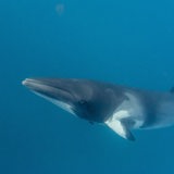Ein Zwergwal schwimmt unter Wasser.