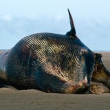 Gestrandeter Zwergwal an der Nordsee