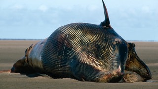 Gestrandeter Zwergwal an der Nordsee