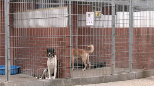 Zu sehen sind zwei Hunde in einem Käfig im Tierheim.