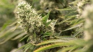 Mehrere Cannabispflanzen stehen in einem Raum.