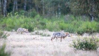 Zwei Wolfswelpen streifen durch die Kernzone der Döberitzer Heide.