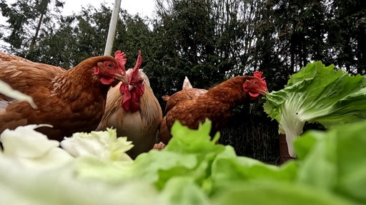 Drei Hühner fressen Salat. 
