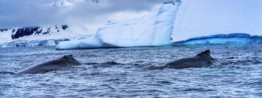 Waale schwimmen vor einem Eisberg.